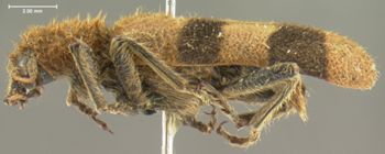 Media type: image;   Entomology 3545 Aspect: habitus lateral view